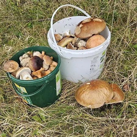 Pod Laskiem Apartment Bystrzyca Klodzka