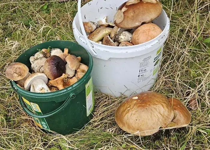 Pod Laskiem Apartment Bystrzyca Klodzka